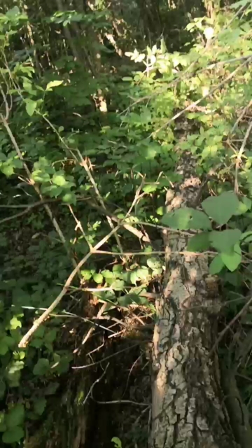danskarsgard1  22-07-2021 Recorded Video Cam